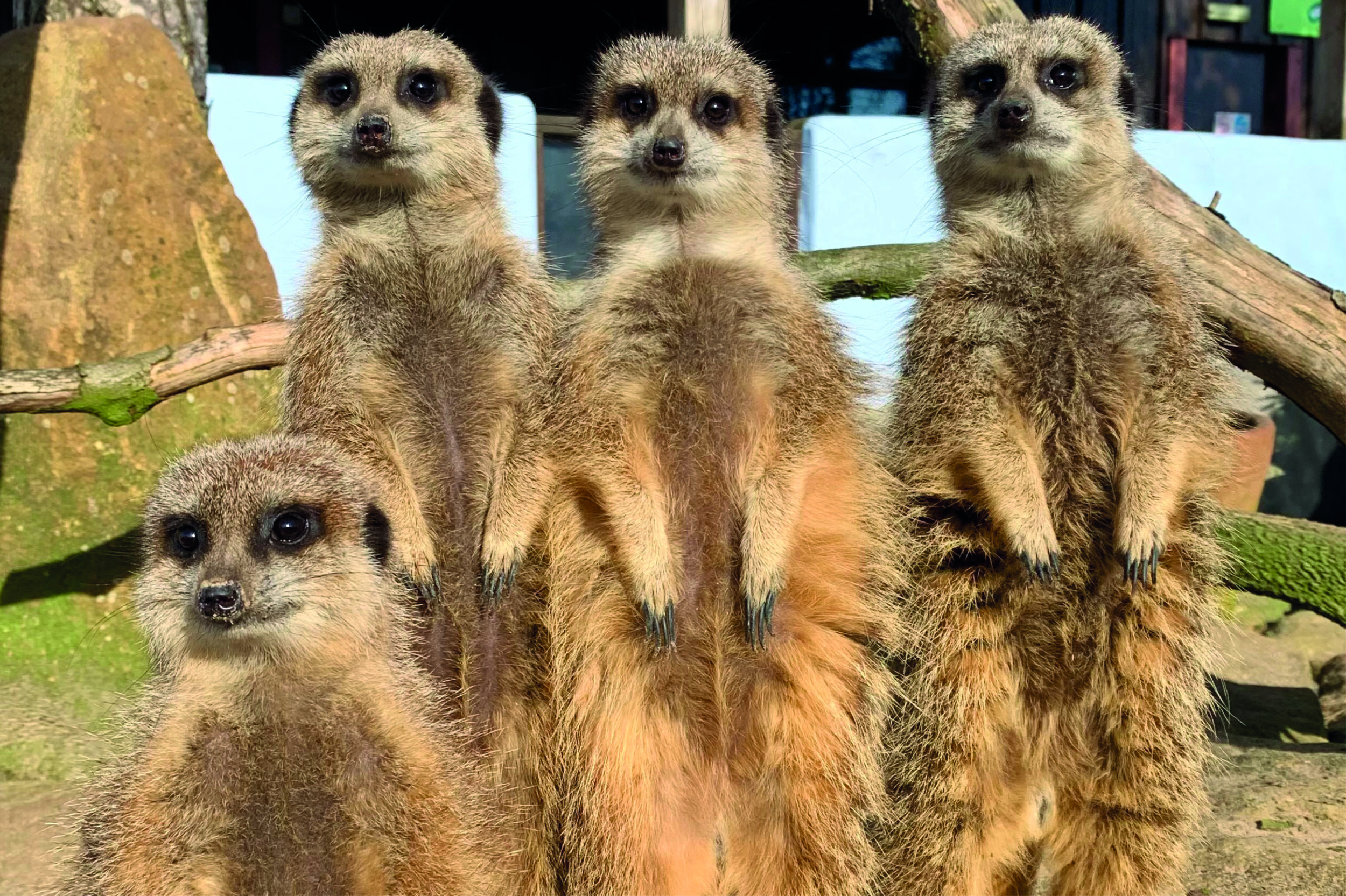 Meerkats Matlock Farm Park Package
